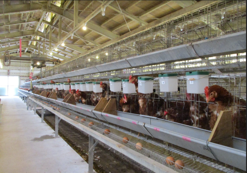 改質オゾンUFB水による各種鶏病予防実験風景